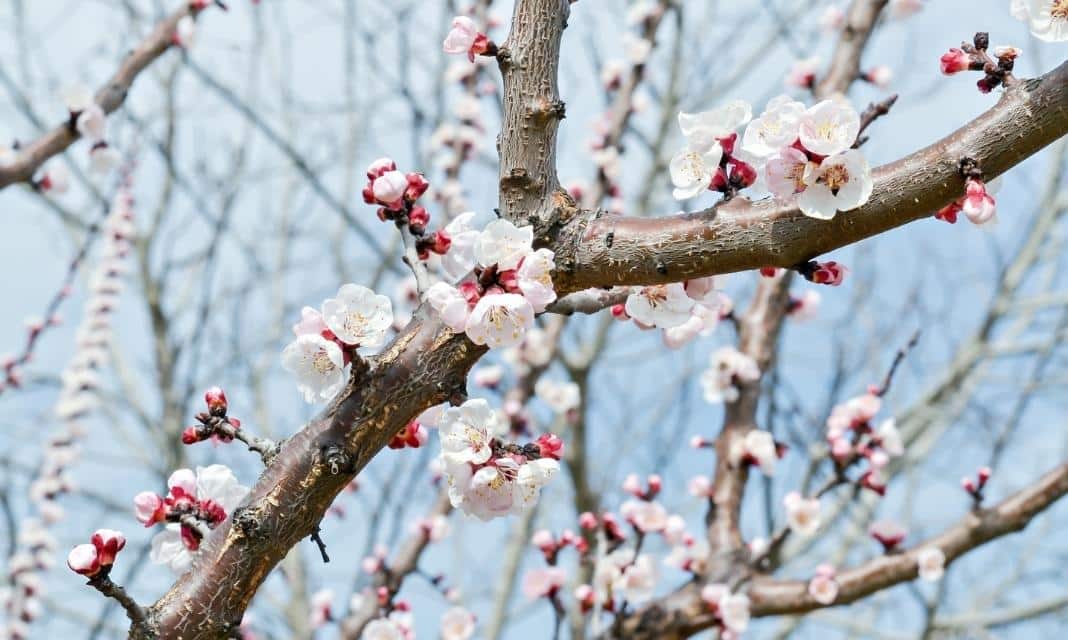 Początek wiosny w Krynicy-Zdroju: uroczyste powitanie nowej pory roku