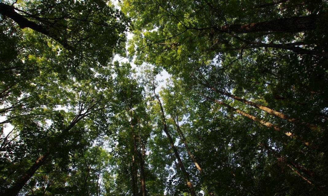 Znaczenie drzew w Krynicy-Zdroju – zielona oaza w sercu miasta